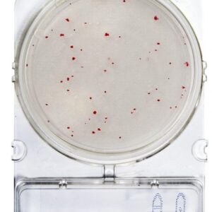 CompactDry™ AQ: Bactéries hétérotrophes dans l’eau