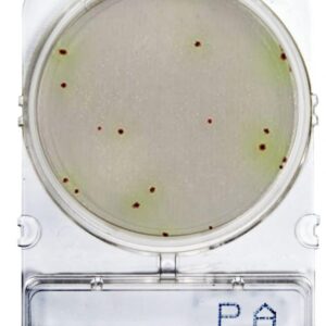 CompactDry™ PA: Pseudomonas aeruginosa
