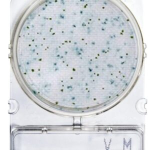 CompactDry™ YM: Levures et moisissures