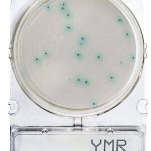 CompactDry™ YMR: Levures et moisissures