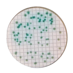 Ensemble de tampon nutritif Cétrimide-NPS : détection et identification des pseudomonas