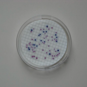 Ensemble de tampon nutritif Colichrom-NPS : détection et identification d’E. Coli et autres Coliformes