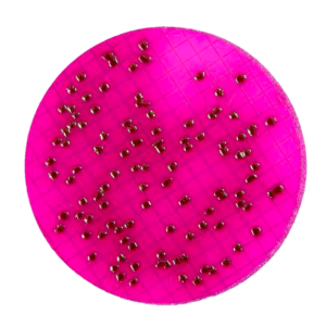 Ensemble de tampon nutritif Endo-NPS : détection et identification d’E. Coli et de Coliformes