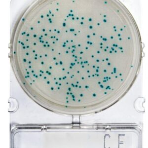 CompactDry™ CF: Coliformes