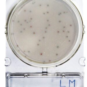 Compact Dry LM: Listeria monocytogenes