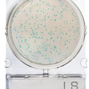 CompactDry™ LS: Listeria Spp.